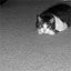 Stinkies Pet Waste Removal - We...
