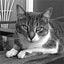 Maryanne Beans Pet Sitting Service