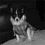 Maryanne Beans Pet Sitting Service