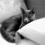 Crazy About Pets  - Pet Sitting Service