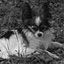 ALL GOD'S CREATURES GREAT & SMALL...