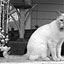 Doolittles Pampered Pets