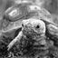 Rose's Reptiles