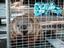 Big Bear Wildlife Control image