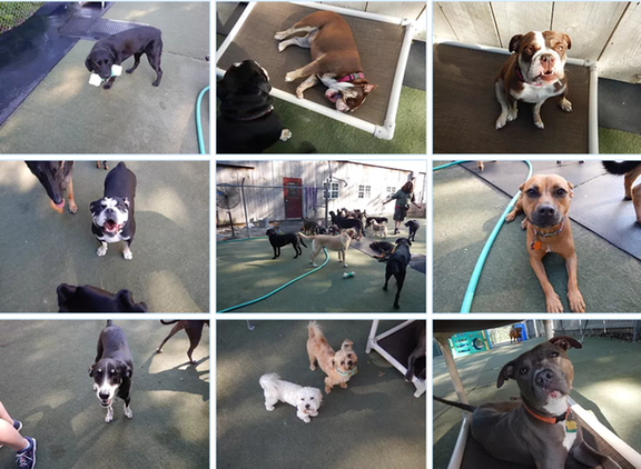 Gibson's Natural Pet Resort