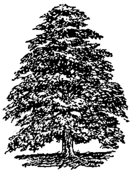 Cedar Tree[1] (2) by The Cedars