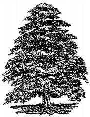 The Cedars