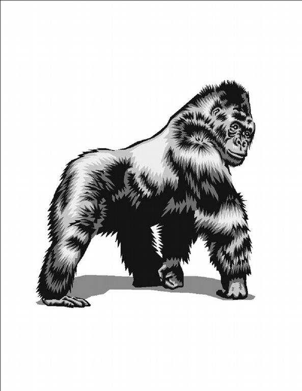 Gorilla Car Wash Asheville NC 28806 8282559791 Car Washes