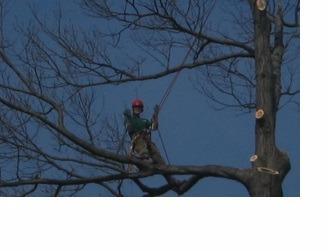  by Dujets Tree Experts Inc.