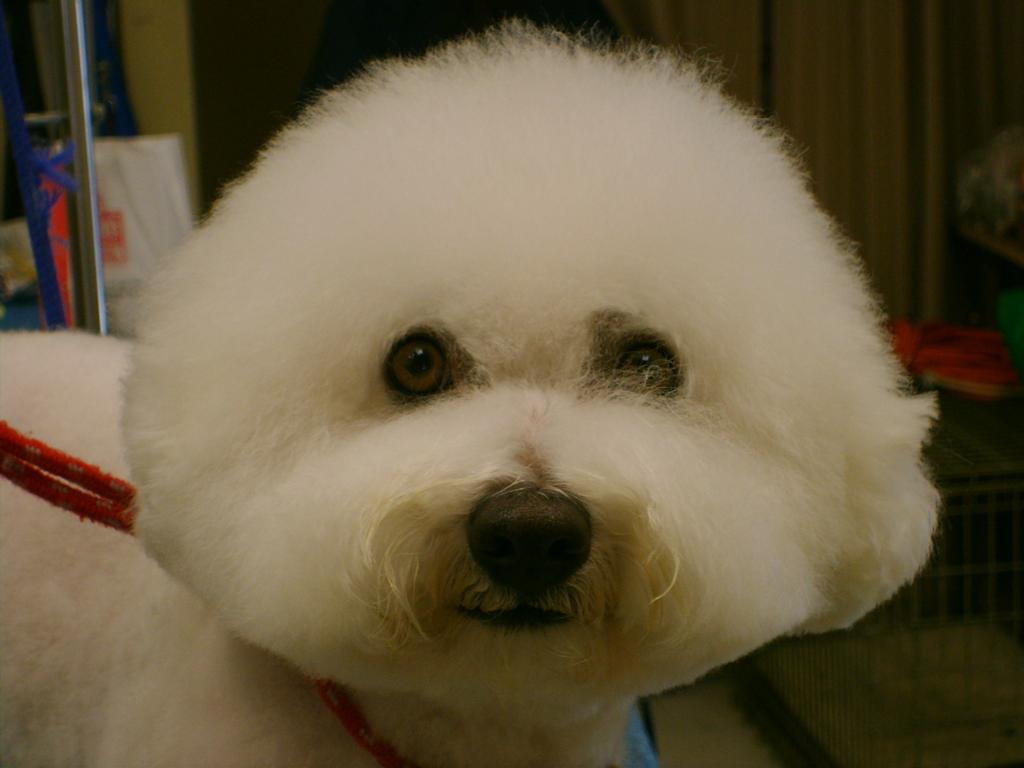 Country Clips Pet Grooming Shawnee On Delaware PA 18356 5708396575