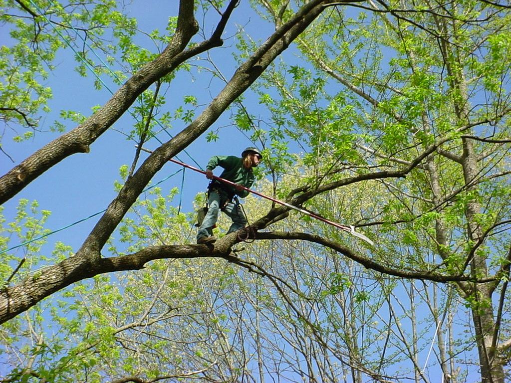 Picture 1223 by Friendly Tree Service