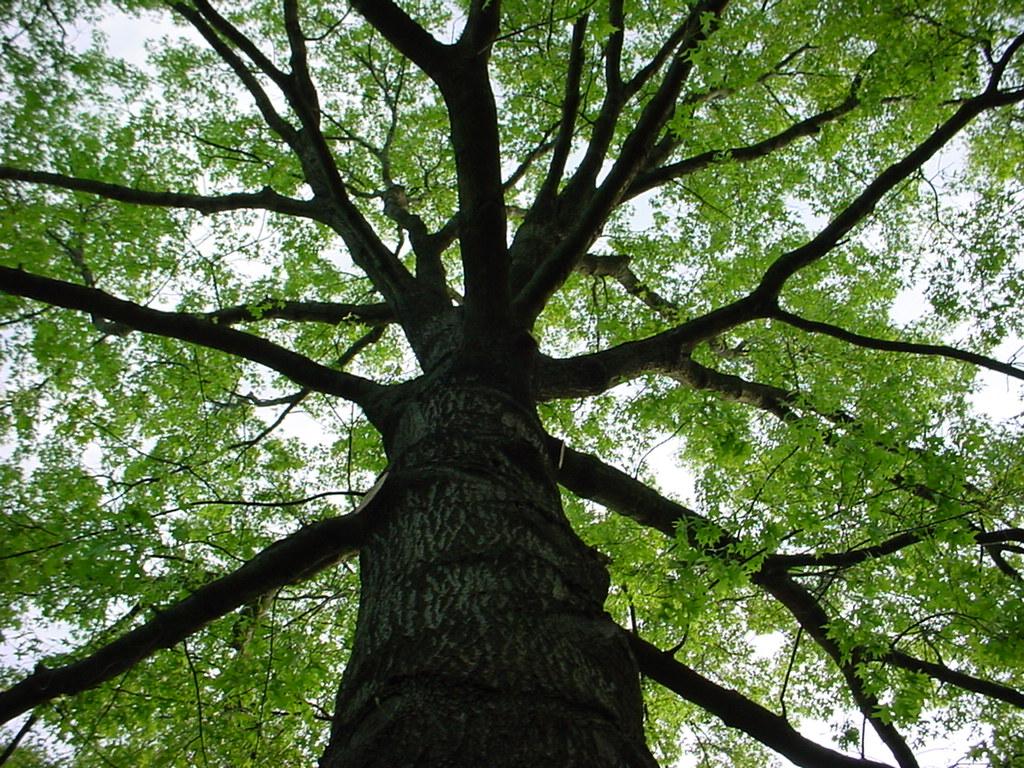 Picture 1249 by Friendly Tree Service