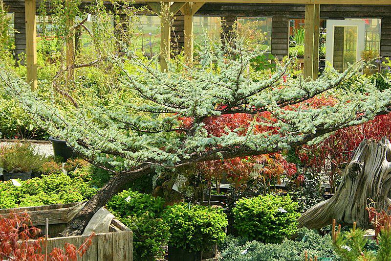 img_0315 from Thress Nursery Garden in Knoxville, TN 37921