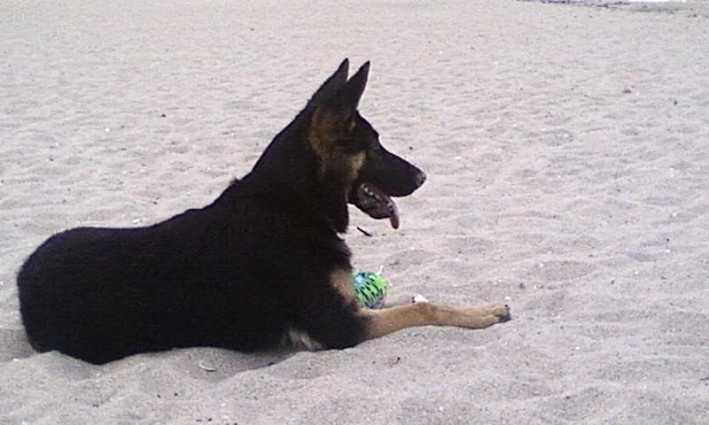 Hollywoof Pet Grooming & Care