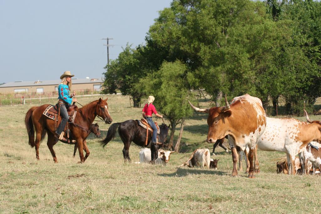 Beaumont Ranch Grandview TX 76050 8178664867 Party Rentals