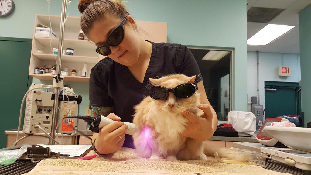 Circle of Life Animal Hospital Tampa FL 33613 8139080443