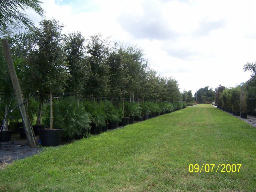 Pictures For Pells Citrus Nursery In Os Fl 32764 Treeline