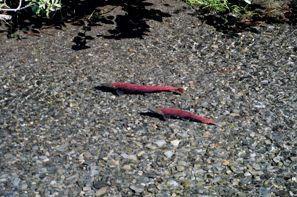 Spawning Sockeye's by Blonde Bear Bed and Breakfast