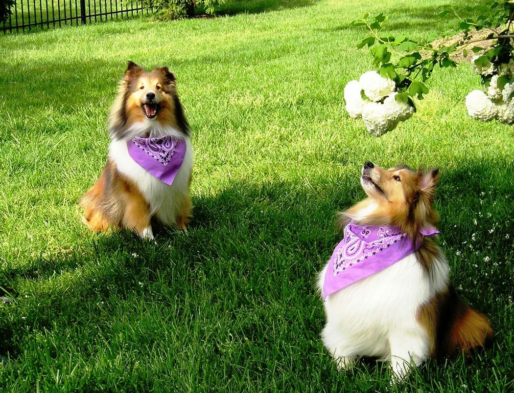 Precious Time Pet Sitting Services