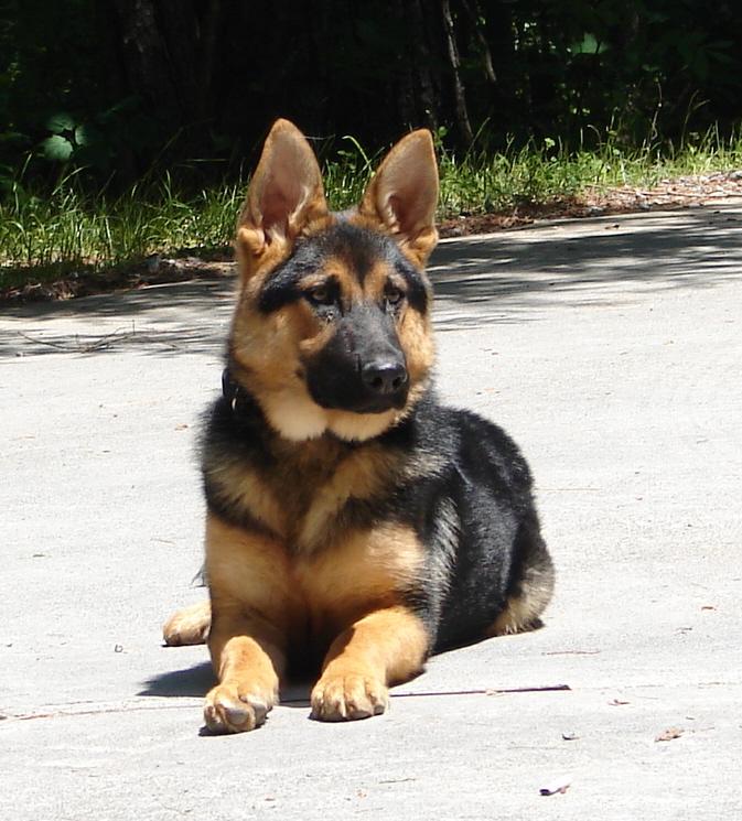 Mountain Dog Boarding of Blue Ridge North Premier Kennel