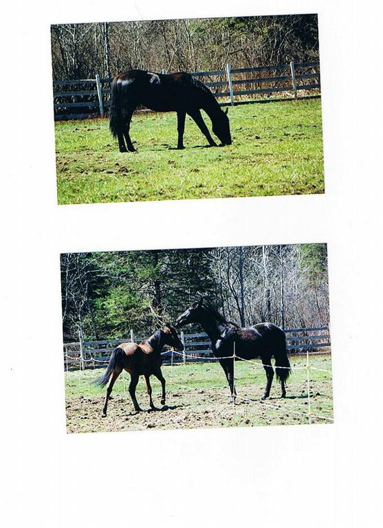 Copy of Horse Sloughter Act 001 by European Esthetics & Wellness Skin First