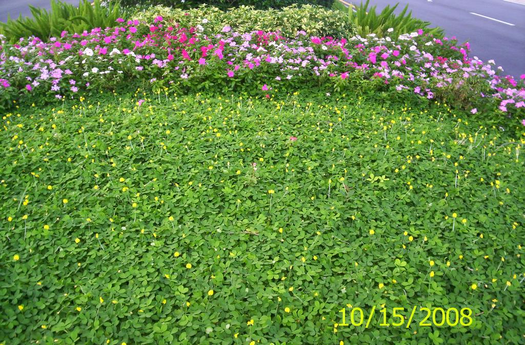 ltadpics 045 by Landscape Techniques