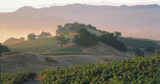 home_vineyard by Stonestreet Winery