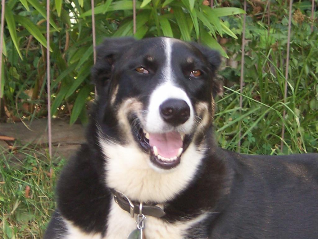  by Aunt Darlene's Pet Sitting & Dog Walking Service, LLC