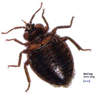 Bed-bugs by Coastal Pest Control