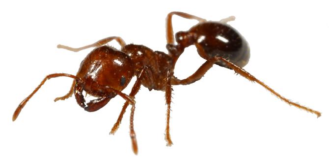 fireant by Coastal Pest Control