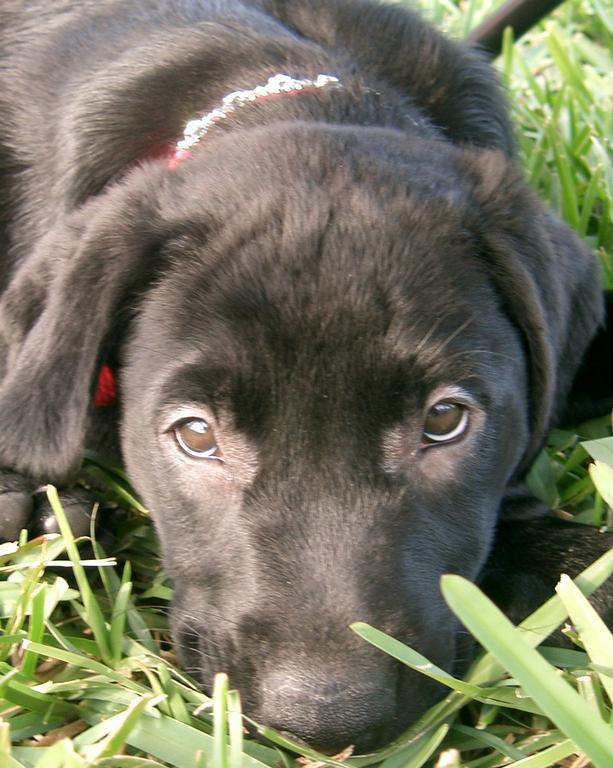 Premier Dog Services