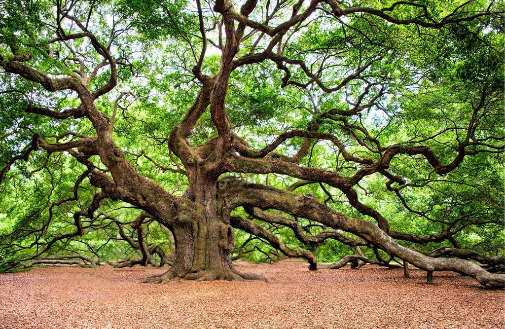  by Panorama Tree Care- Tree Services