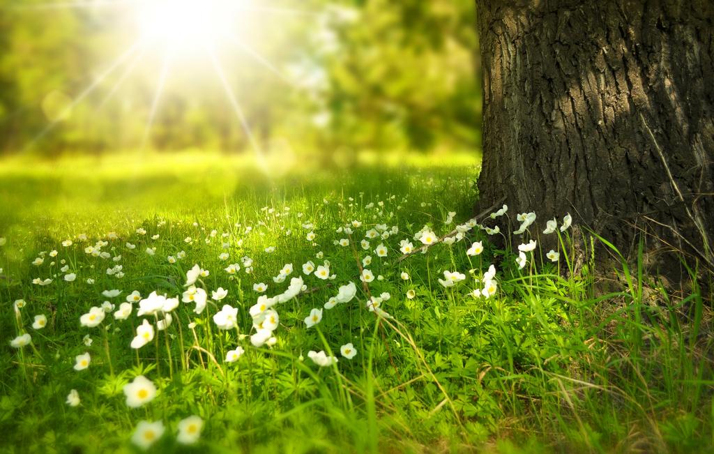  by Panorama Tree Care- Tree Services