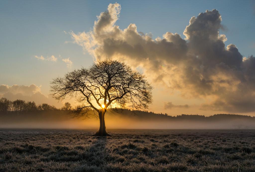  by Panorama Tree Care- Tree Services