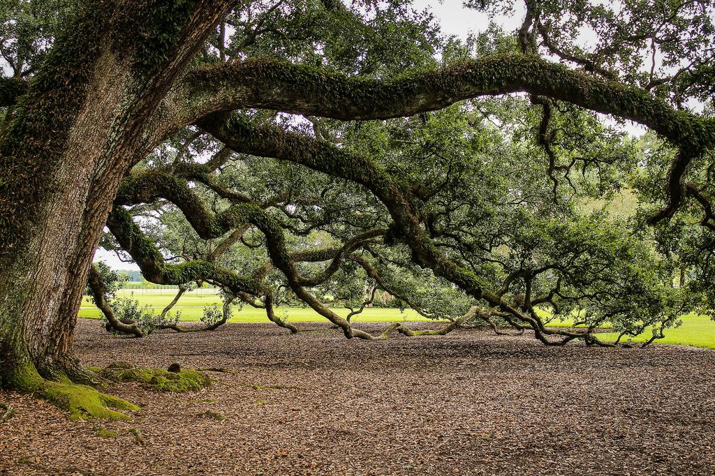  by Panorama Tree Care- Tree Services