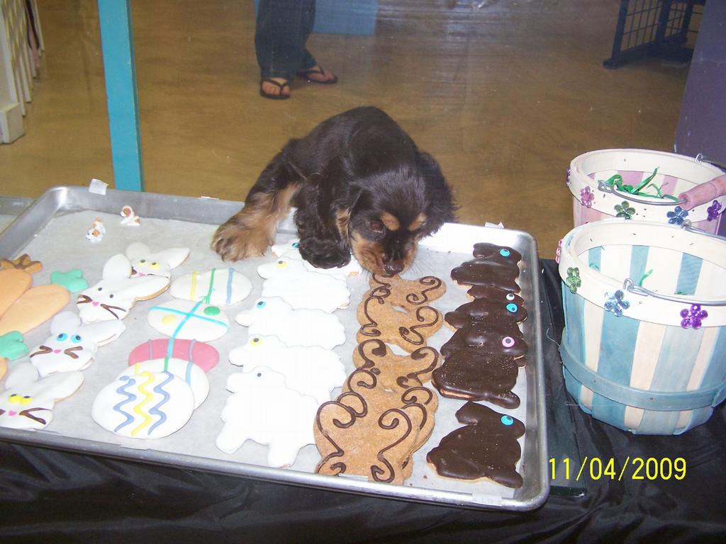 BONE APPETIT a doggie bakery Casselberry FL 32707 4073392663