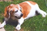 img-1-jpg-186x124 by Pampered Pets
