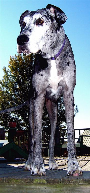 Cyrus by Pets & US