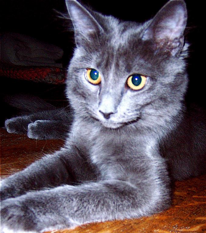 Gracie by Pets & US