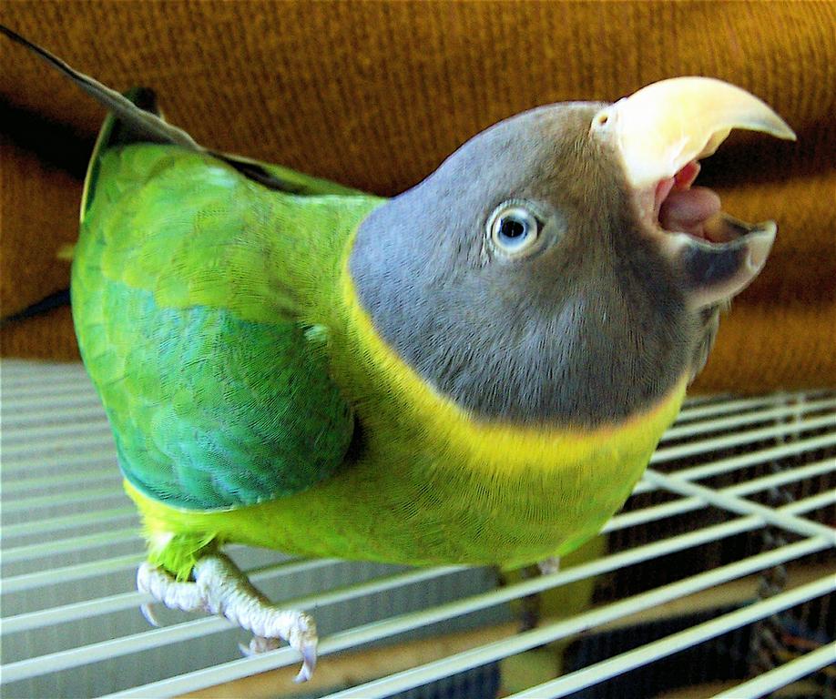 Peanut by Pets & US