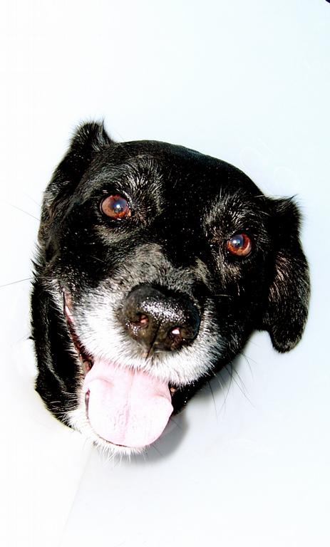Tara by Pets & US