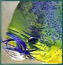 dolphin_lure by Fish Box Charters