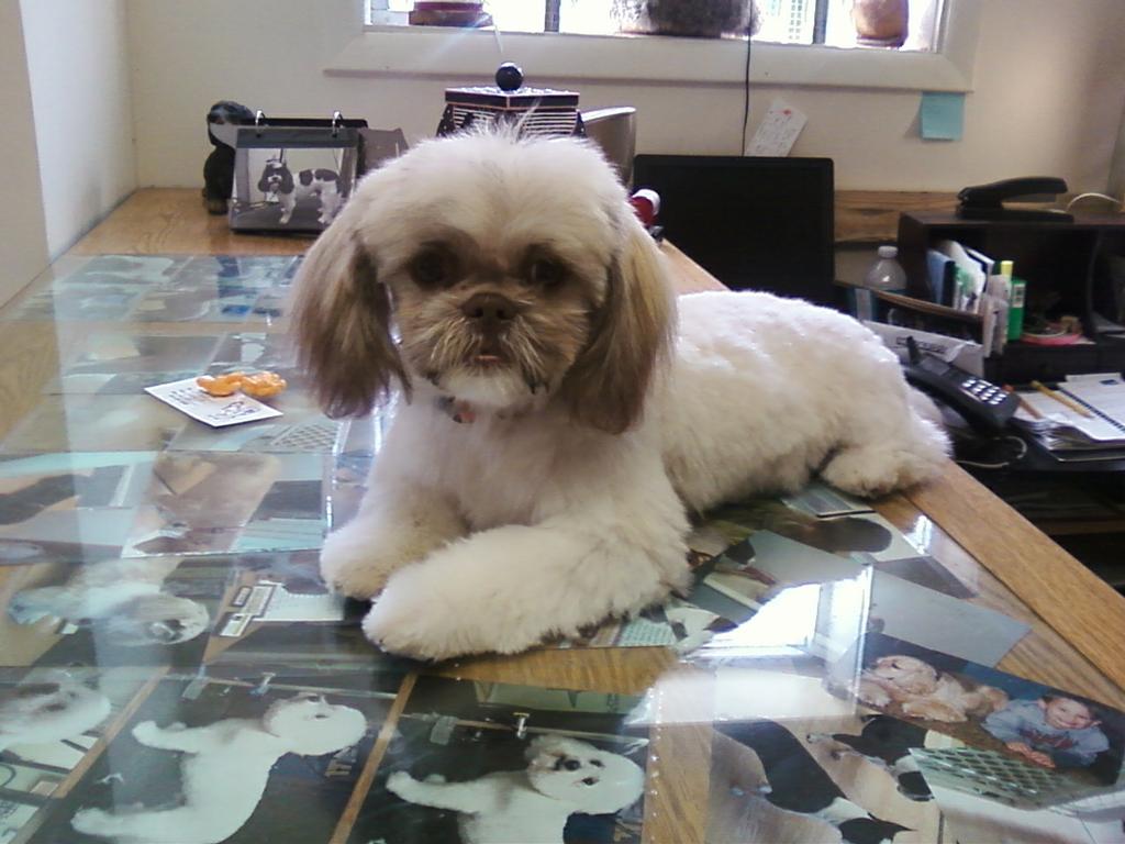 Bubbles Pet Salon North Baltimore OH 45872 4192572100