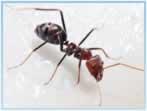ant by Reynolds Pest Management, Inc.