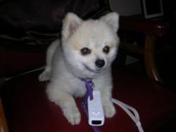 Dog.jpg by Tears Of Joy Video