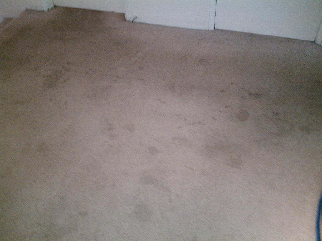 Bellevue carpet cleaning by Seattle Commercial carpet cleaning