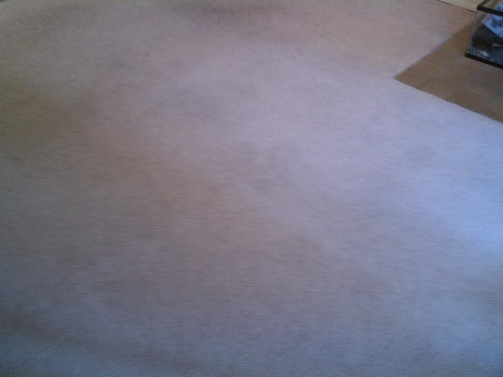 Bellevue carpet cleaning by Seattle Commercial carpet cleaning