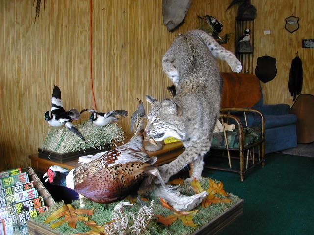 Mckenzie taxidermy coupon code