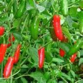 The Ole Homestead Jelly - Gilbert LA 71336 | 318-435-3325