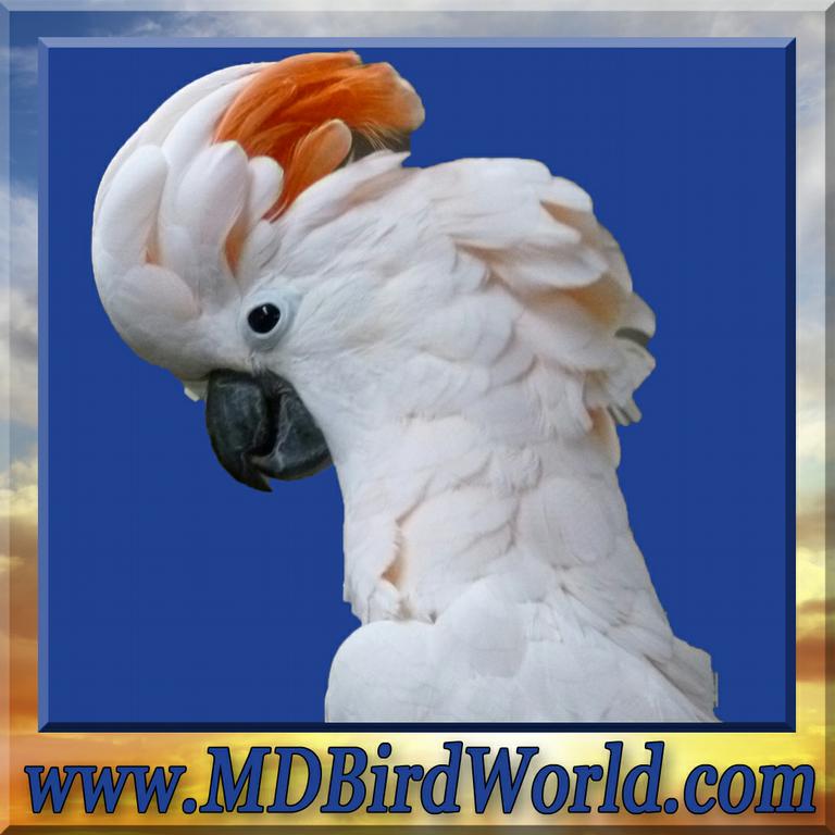 M&D Bird World Exotic Birds